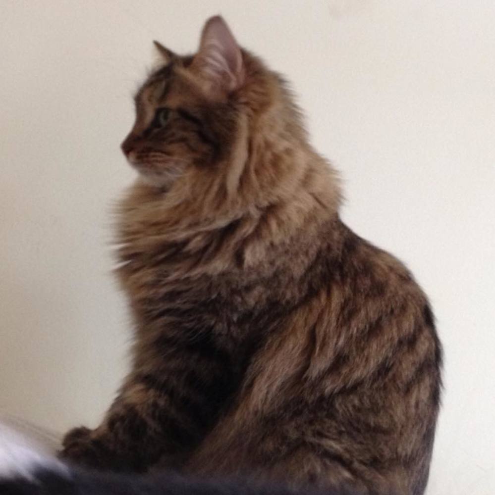 Meet your Posher, Bobbie